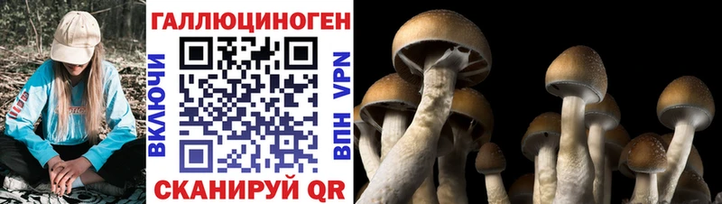 Псилоцибиновые грибы Psilocybine cubensis Егорьевск