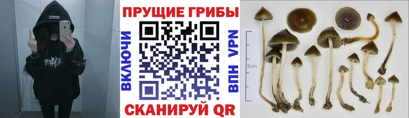 Галлюциногенные грибы MAGIC MUSHROOMS  где найти наркотики  Егорьевск 